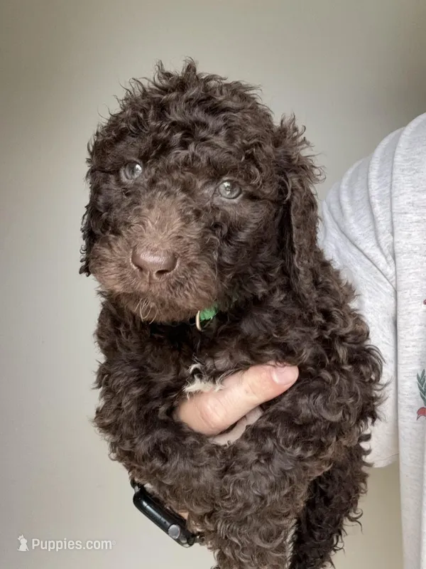 Dark Green – Labradoodle puppy for sale in Whiteville, NC