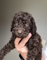 Light Pink, a female Labradoodle for sale in Whiteville, NC – 2 of 2
