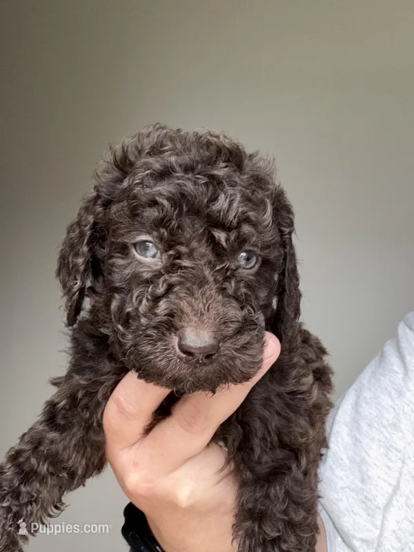 Light Pink – Labradoodle puppy for sale in Whiteville, NC