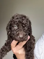 Light Pink, a female Labradoodle for sale in Whiteville, NC – 1 of 2
