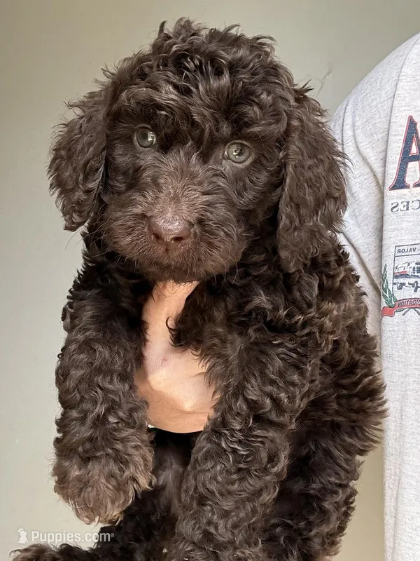 Light Blue – Labradoodle puppy for sale in Whiteville, NC