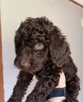 Light Blue, a male Labradoodle for sale in Whiteville, NC – 2 of 2