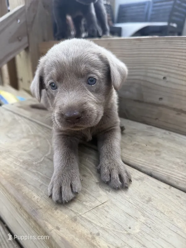 Purple – Labrador Retriever puppy for sale in Whiteville, NC