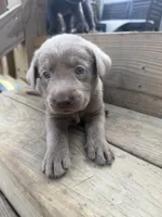 Purple, a female Labrador Retriever for sale in Whiteville, NC – 1 of 2