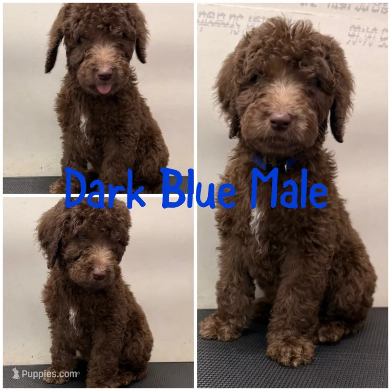 Dark Blue – Labradoodle puppy for sale in Whiteville, NC