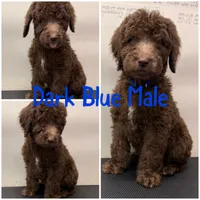 Dark Blue, a male Labradoodle for sale in Whiteville, NC – 1 of 4