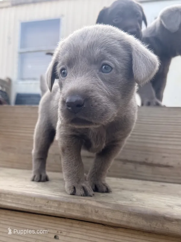 Pink – Labrador Retriever puppy for sale in Whiteville, NC