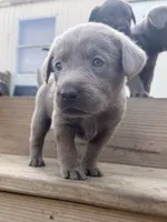 Pink, a female Labrador Retriever for sale in Whiteville, NC – 1 of 2