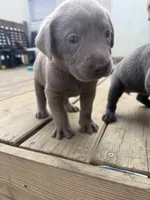 Blue, a male Labrador Retriever for sale in Whiteville, NC – 2 of 2