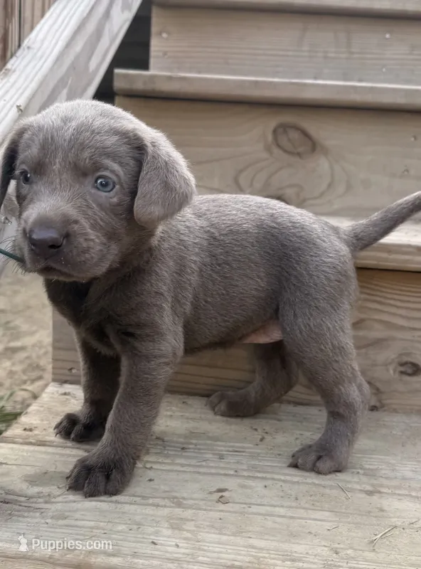 Green – Labrador Retriever puppy for sale in Whiteville, NC