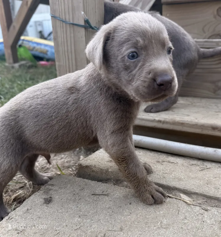 Blue – Labrador Retriever puppy for sale in Whiteville, NC