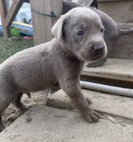 Blue, a male Labrador Retriever for sale in Whiteville, NC – 1 of 2