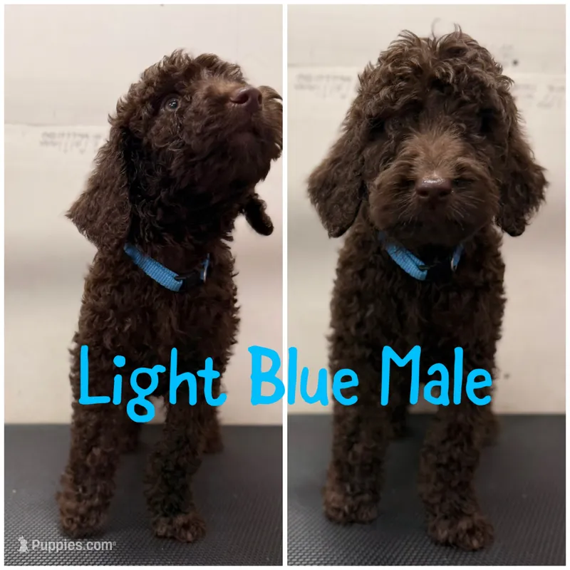 Light Blue – Labradoodle puppy for sale in Whiteville, NC