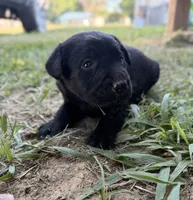 Yellow, a female Labrador Retriever for sale in Whiteville, NC – 2 of 2