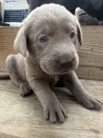 Purple, a female Labrador Retriever for sale in Whiteville, NC – 2 of 2