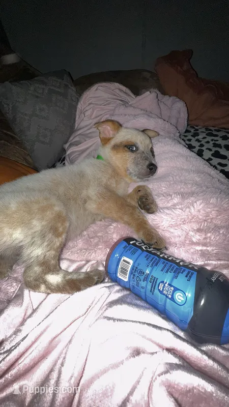 Rowdy – Australian Cattle Dog puppy for sale in Whiteville, NC