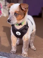 Rowdy, a male Australian Cattle Dog for sale in Whiteville, NC – Photo 2 of 2