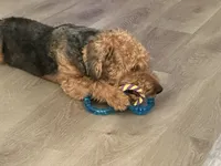 Logan, a male Welsh Terrier for sale in Houston, TX – 2 of 4