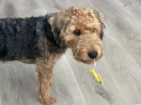 Logan, a male Welsh Terrier for sale in Houston, TX – 3 of 4
