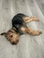 Logan, a male Welsh Terrier for sale in Houston, TX – 4 of 4