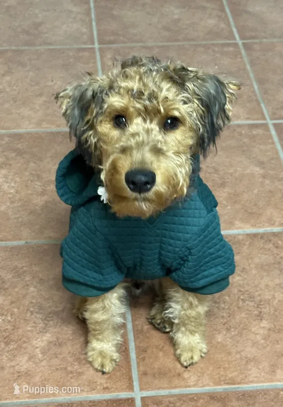 Logan – Welsh Terrier puppy for sale in Houston, TX