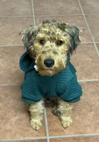 Logan, a male Welsh Terrier for sale in Houston, TX – 1 of 4