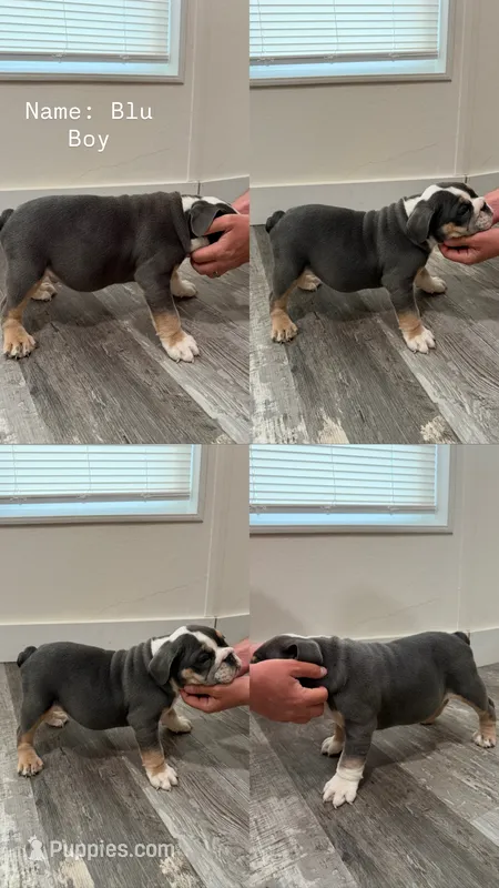 Blue – English Bulldog puppy for sale in Salt Lake City, UT