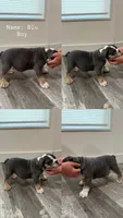 Blue, a male English Bulldog for sale in Salt Lake City, UT – 1 of 1