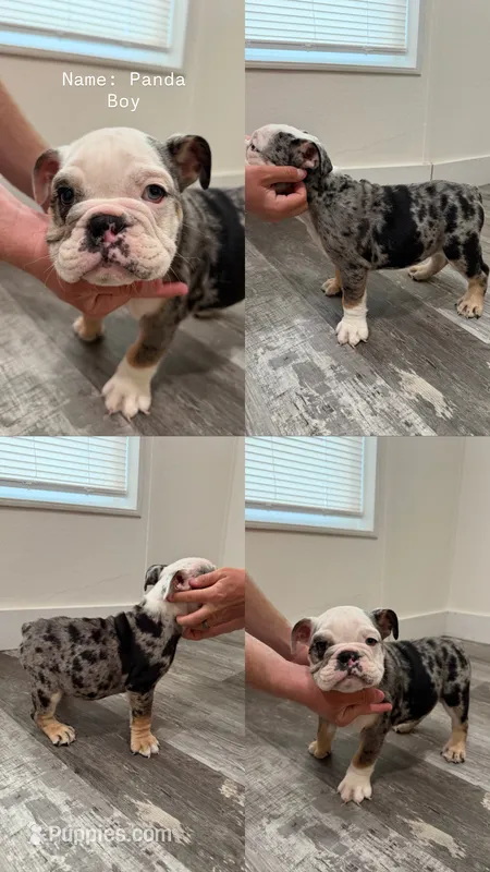 Panda – English Bulldog puppy for sale in Salt Lake City, UT