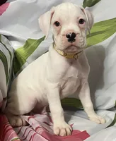 Tan-ACA 50% Euro, a male Boxer for sale in Methuen, MA – 7 of 9