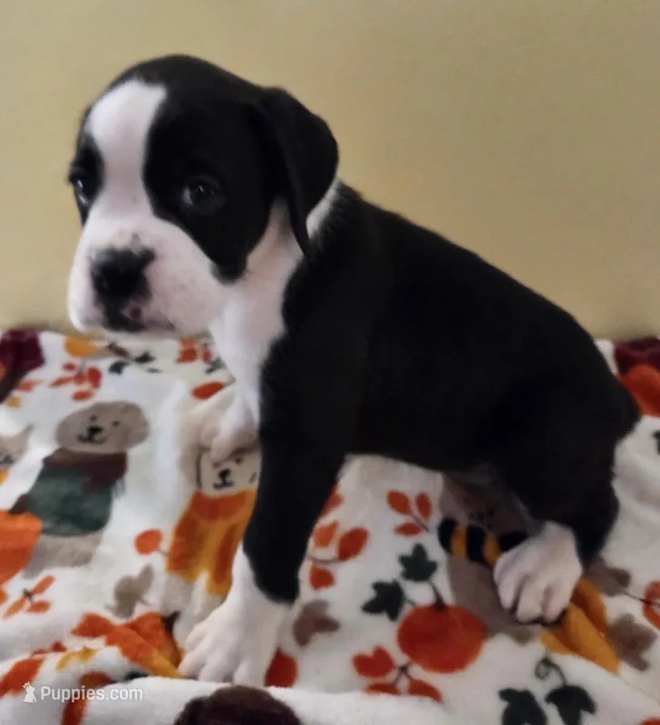 Yellow-AKC 50% Euro – Boxer puppy for sale in Methuen, MA