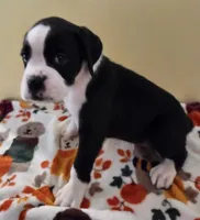 Yellow-AKC 50% Euro, a male Boxer for sale in Methuen, MA – 1 of 8