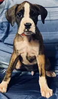 Red-AKC 37.5% Euro, a male Boxer for sale in Methuen, MA – 3 of 5