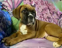 Aqua-Pending Jackie, a male Boxer for sale in Methuen, MA – 2 of 10