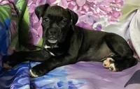 Brown-AKC 50% Euro, a female Boxer for sale in Methuen, MA – 2 of 4