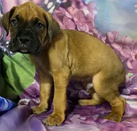 Orange-ACA 37.5% Euro, a male Boxer for sale in Methuen, MA – Photo 6 of 8