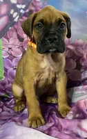 Orange-ACA 37.5% Euro, a male Boxer for sale in Methuen, MA – Photo 1 of 8