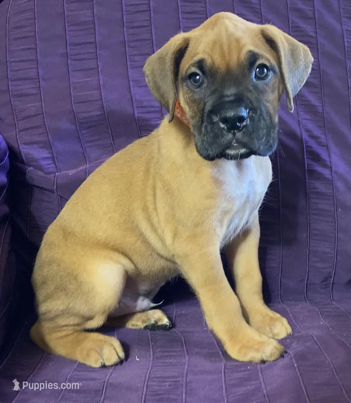 Orange-ACA 37.5% Euro – Boxer puppy for sale in Methuen, MA