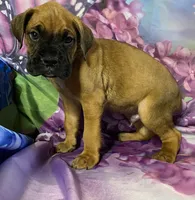 Orange-ACA 37.5% Euro, a male Boxer for sale in Methuen, MA – Photo 7 of 8