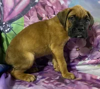 Orange-ACA 37.5% Euro, a male Boxer for sale in Methuen, MA – Photo 8 of 8