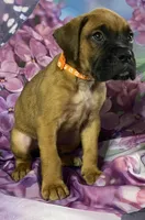 Orange-ACA 37.5% Euro, a male Boxer for sale in Methuen, MA – Photo 2 of 8