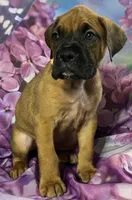 Orange-ACA 37.5% Euro, a male Boxer for sale in Methuen, MA – Photo 3 of 8