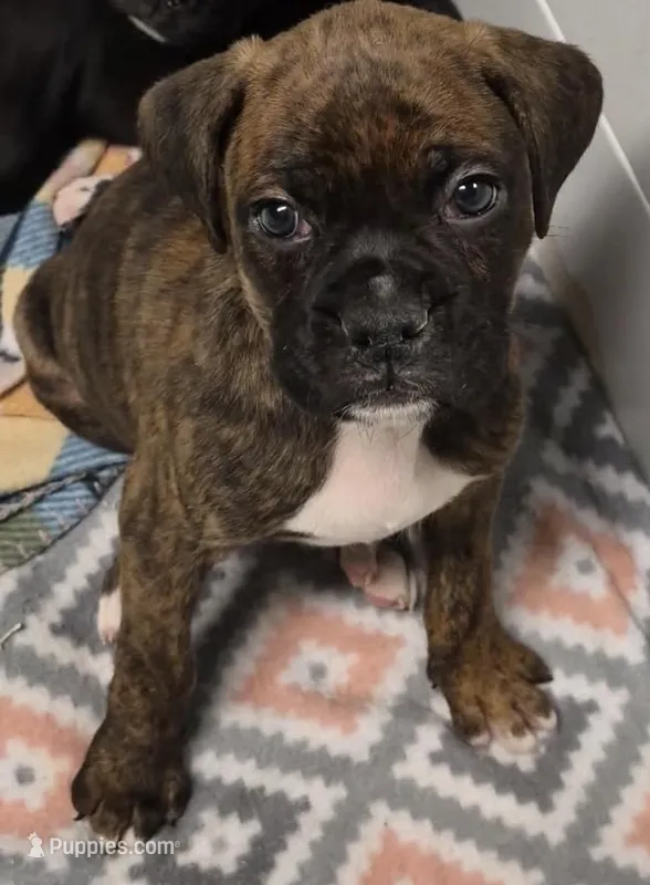 Black-ACA 37.5% Euro – Boxer puppy for sale in Methuen, MA