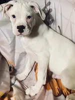 Tan-ACA 50% Euro, a male Boxer for sale in Methuen, MA – 3 of 10