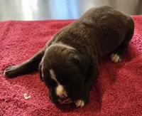 Green-AKC 50% Euro, a male Boxer for sale in Methuen, MA – 6 of 6