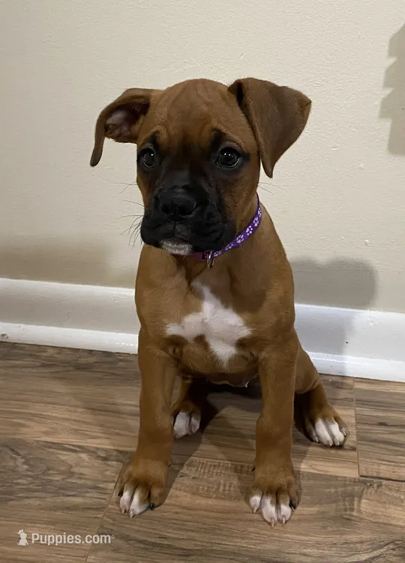 Purple-Pending Jill – Boxer puppy on hold in Methuen, MA