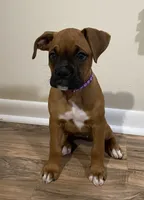 Purple-Pending Jill, a female Boxer for sale in Methuen, MA – 1 of 10