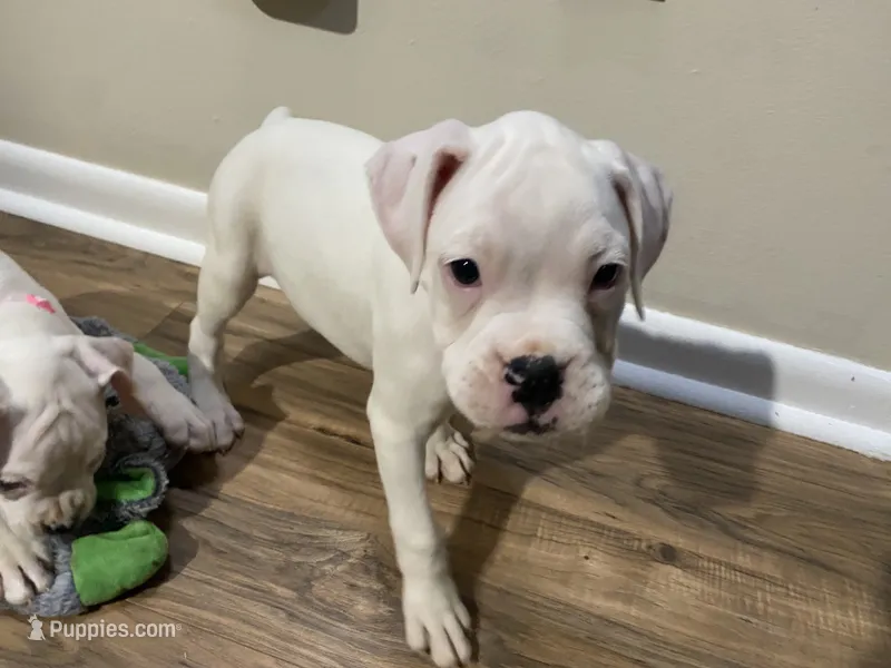 Red-ACA 50% Euro – Boxer puppy for sale in Methuen, MA