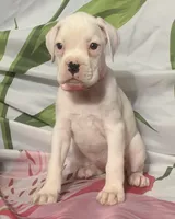 Pink-50% Euro, a female Boxer for sale in Methuen, MA – 7 of 8