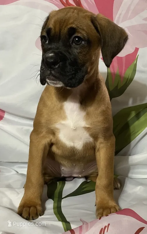 Light Pink-ACA 37.5% Euro – Boxer puppy for sale in Methuen, MA